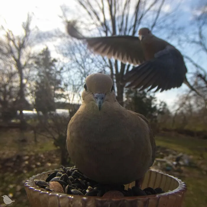Woman Puts Camera On Bird Feeder In Her Yard To See Who Comes To Visit (30 New Pics)