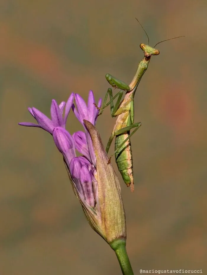 55 Fascinating Macro Photos Shared By This Page That Reveal Tiny Worlds Up Close