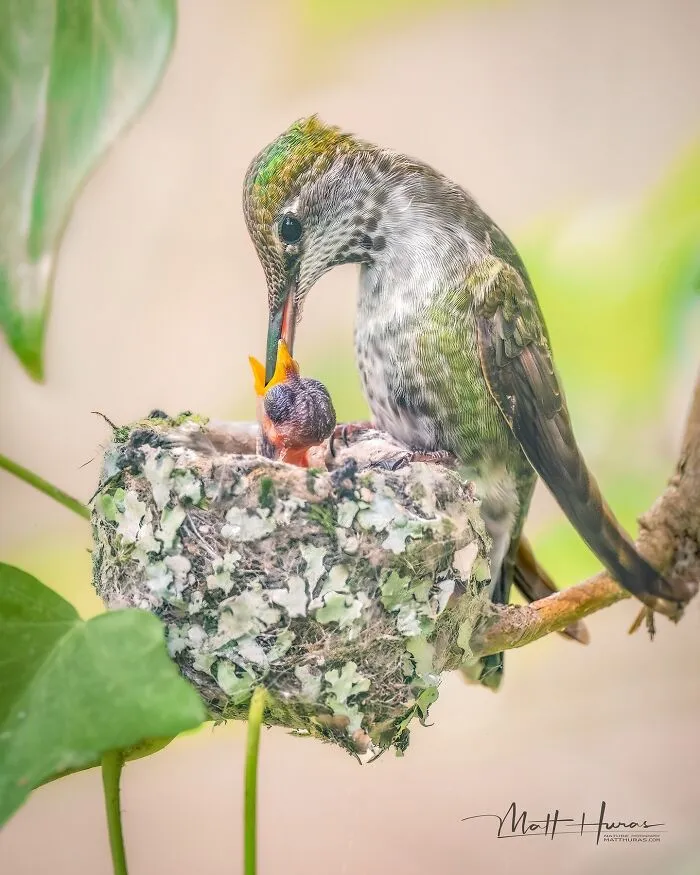 “Anna's Hummingbird Feeding Her Days-Old Baby”