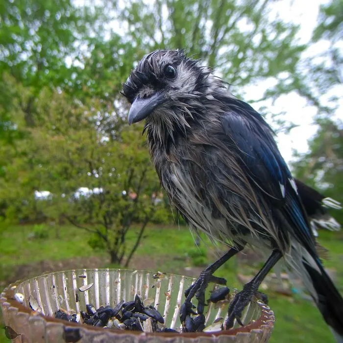 Woman Puts Camera On Bird Feeder In Her Yard To See Who Comes To Visit (30 New Pics)