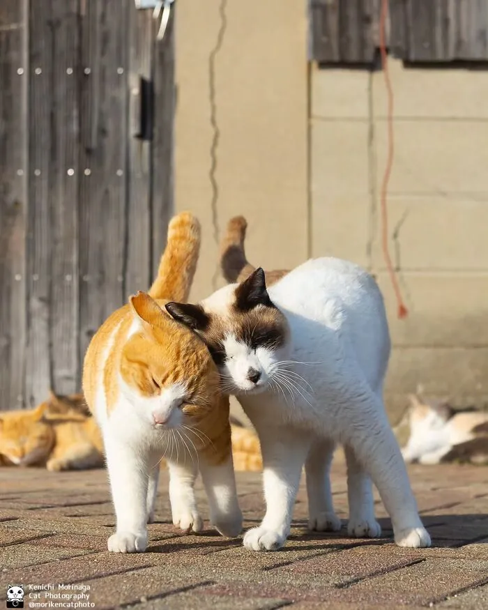 Funny And Perfectly Timed Cat Photos Captured By Kenichi Morinaga (49 New Pics)