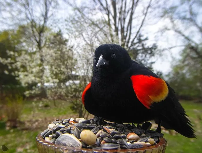 Woman Puts Camera On Bird Feeder In Her Yard To See Who Comes To Visit (30 New Pics)