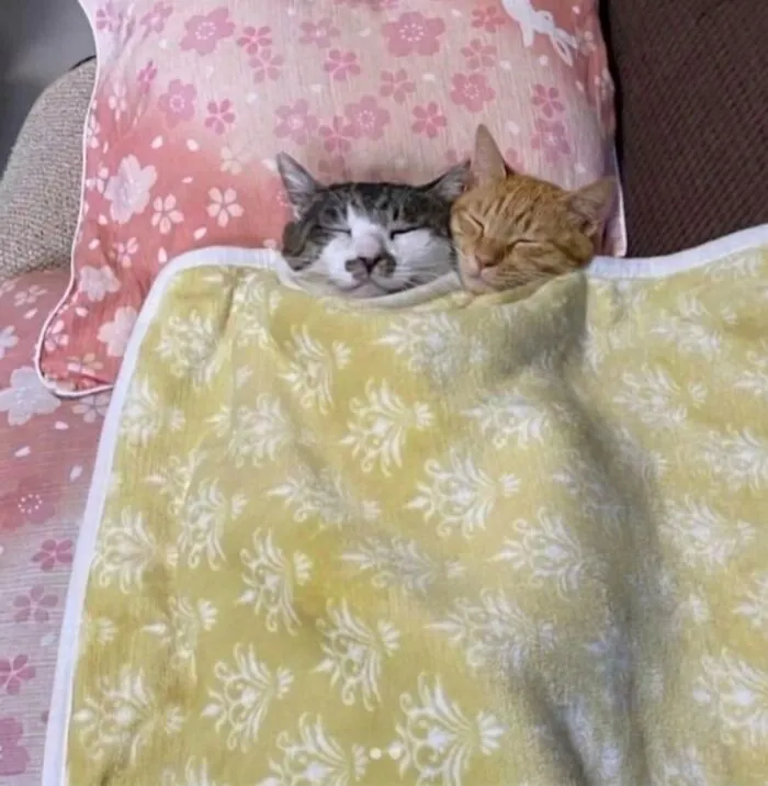 This Facebook Page Shares Animal Images That Feel Way Too Important To Ignore (38 New Pics)
