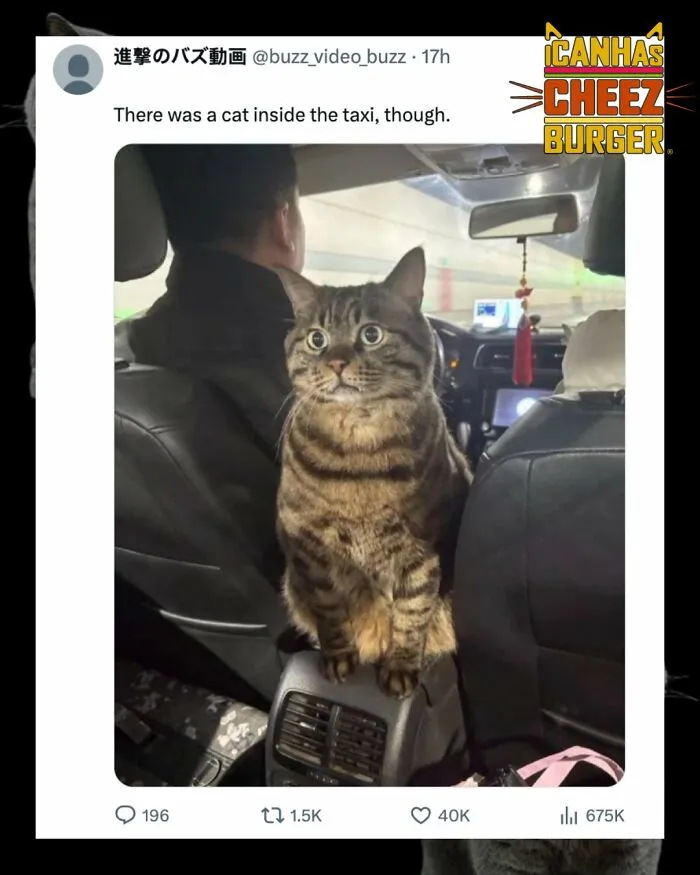 41 Of The Funniest And Cutest Cat Posts Shared By This Page (New Pics)
