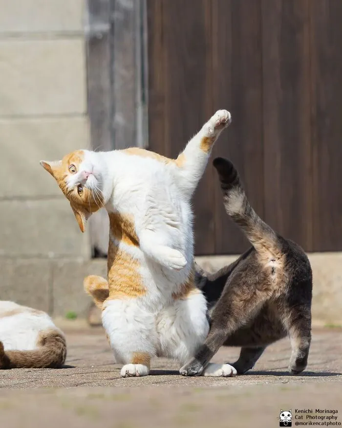 Funny And Perfectly Timed Cat Photos Captured By Kenichi Morinaga (49 New Pics)