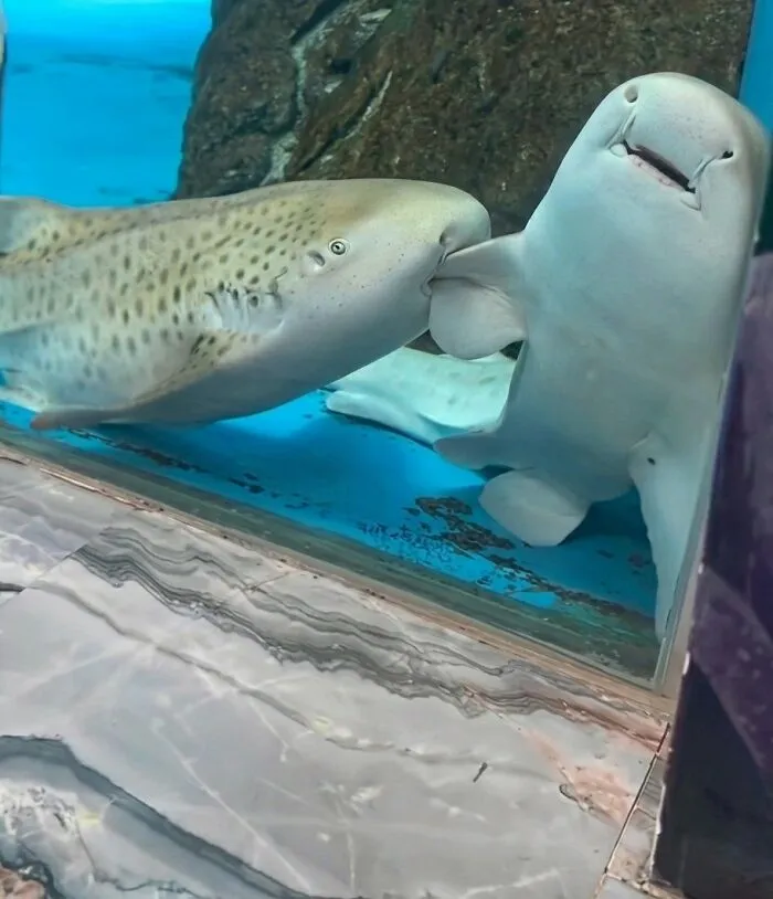 This Facebook Page Shares Animal Images That Feel Way Too Important To Ignore (38 New Pics)