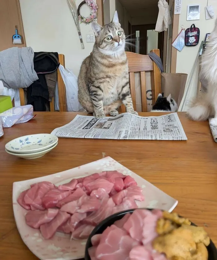 This Facebook Page Shares Animal Images That Feel Way Too Important To Ignore (38 New Pics)