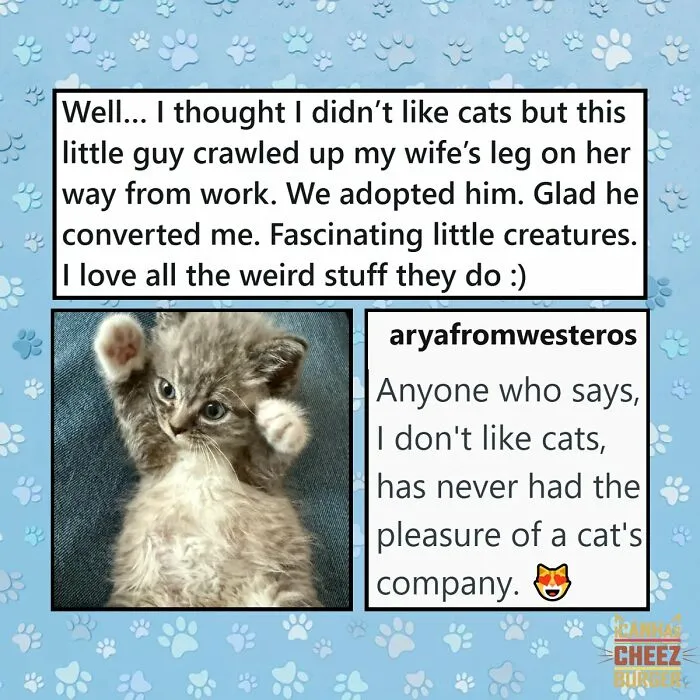 41 Of The Funniest And Cutest Cat Posts Shared By This Page (New Pics)