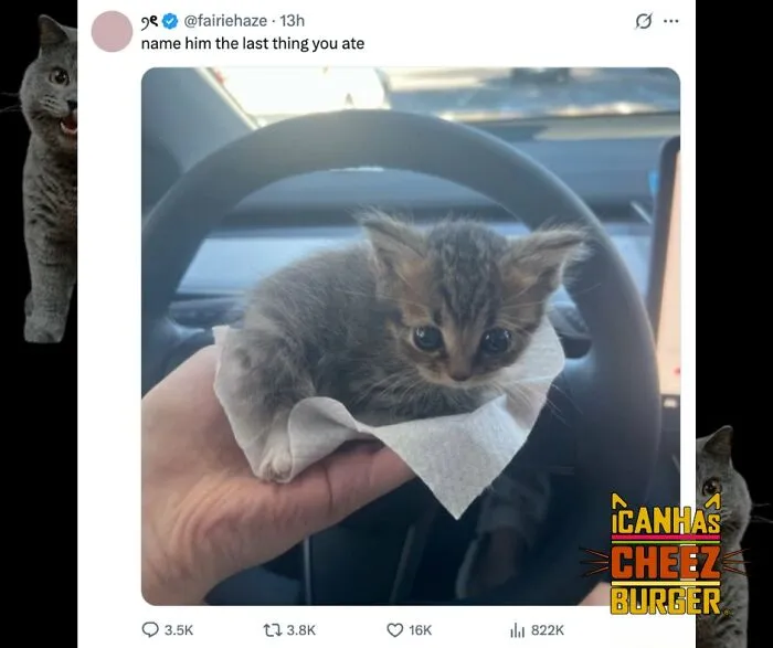 41 Of The Funniest And Cutest Cat Posts Shared By This Page (New Pics)