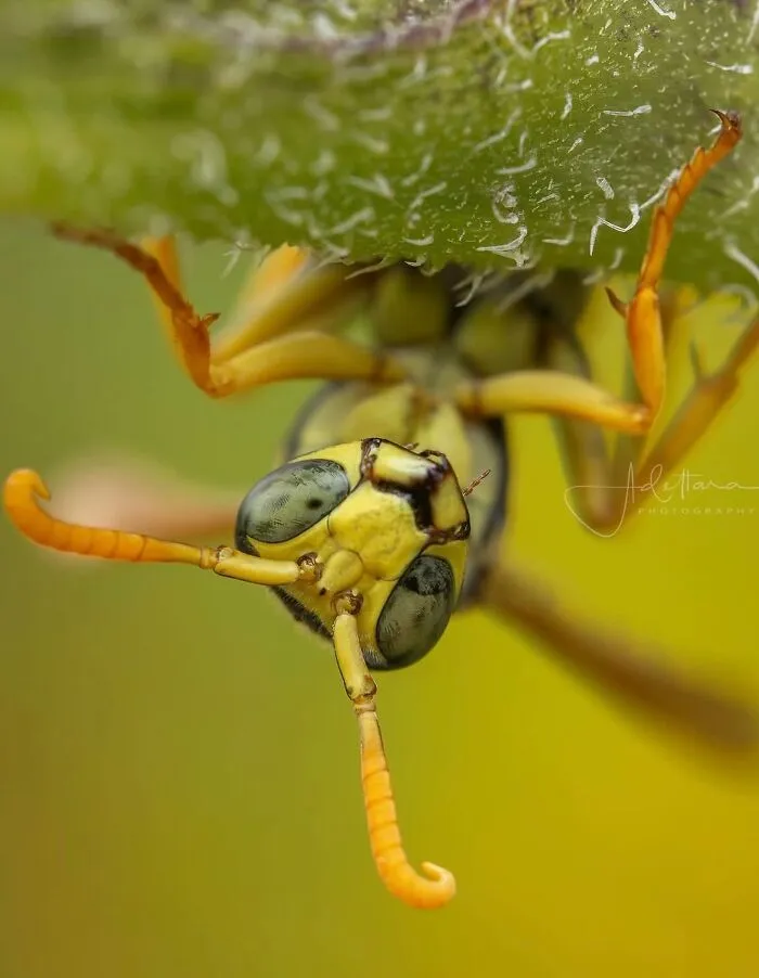 55 Fascinating Macro Photos Shared By This Page That Reveal Tiny Worlds Up Close