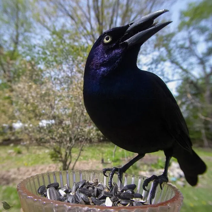 Woman Puts Camera On Bird Feeder In Her Yard To See Who Comes To Visit (30 New Pics)