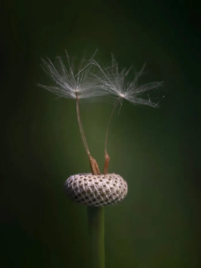 55 Fascinating Macro Photos Shared By This Page That Reveal Tiny Worlds Up Close