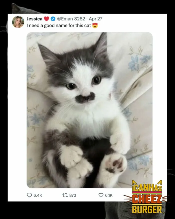 41 Of The Funniest And Cutest Cat Posts Shared By This Page (New Pics)
