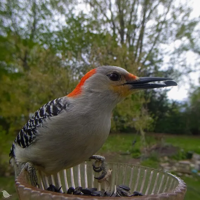 Woman Puts Camera On Bird Feeder In Her Yard To See Who Comes To Visit (30 New Pics)