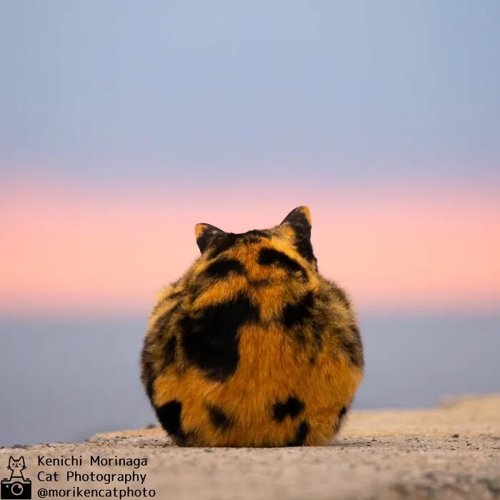 Funny And Perfectly Timed Cat Photos Captured By Kenichi Morinaga (49 New Pics)