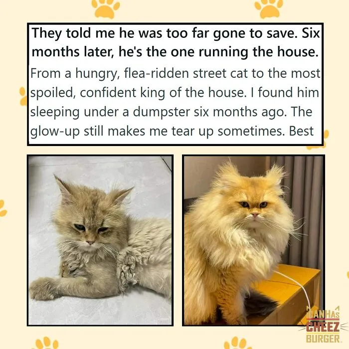 41 Of The Funniest And Cutest Cat Posts Shared By This Page (New Pics)