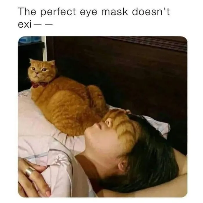 41 Of The Funniest And Cutest Cat Posts Shared By This Page (New Pics)