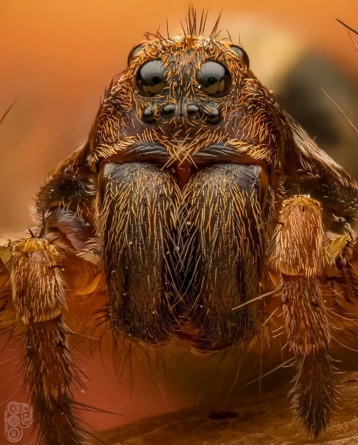 55 Fascinating Macro Photos Shared By This Page That Reveal Tiny Worlds Up Close