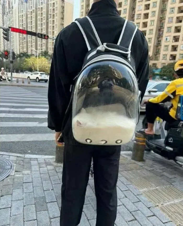 Funny photo of a person walking with a cat in a clear bubble backpack, showcasing tiny chaotic creatures.