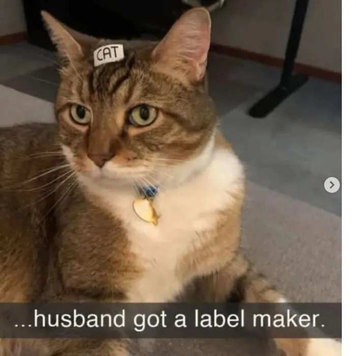 41 Of The Funniest And Cutest Cat Posts Shared By This Page (New Pics)