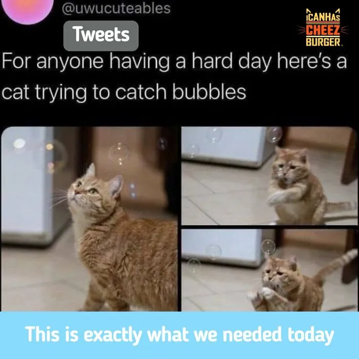 41 Of The Funniest And Cutest Cat Posts Shared By This Page (New Pics)