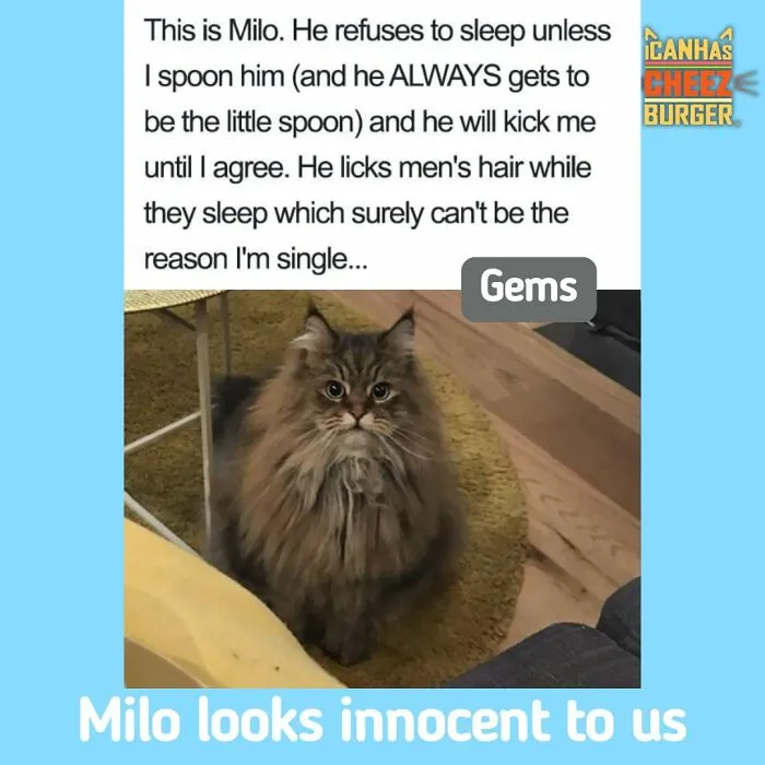 41 Of The Funniest And Cutest Cat Posts Shared By This Page (New Pics)