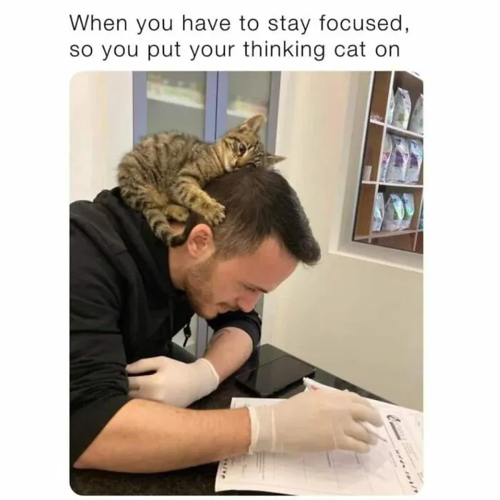 41 Of The Funniest And Cutest Cat Posts Shared By This Page (New Pics)