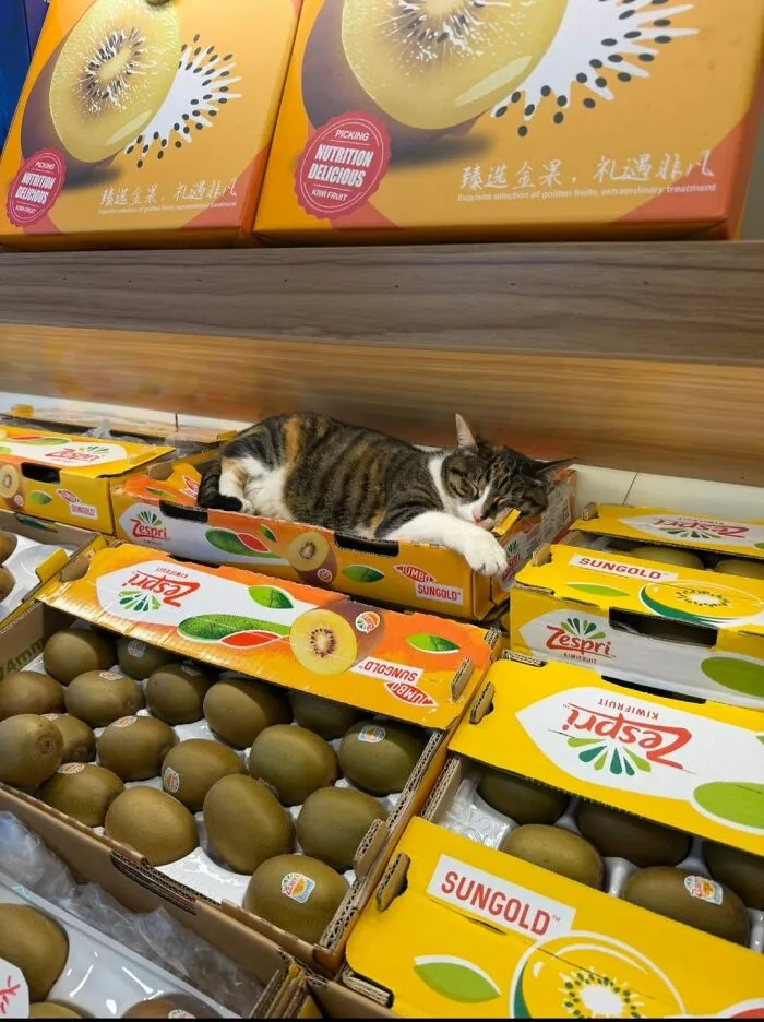 Funny photo of a cat sleeping on a box of kiwi fruit in a store, proving cats are chaotic creatures.
