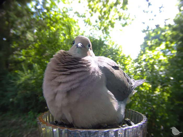 Woman Puts Camera On Bird Feeder In Her Yard To See Who Comes To Visit (30 New Pics)