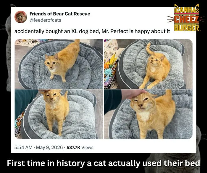 41 Of The Funniest And Cutest Cat Posts Shared By This Page (New Pics)