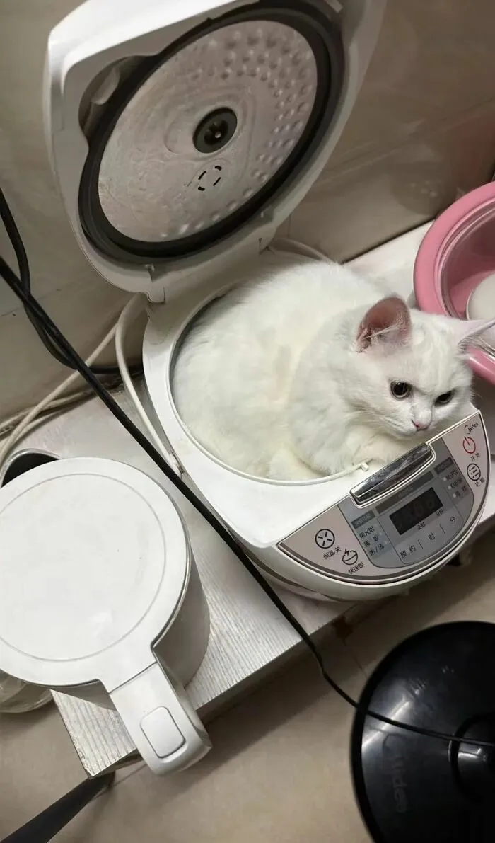 Funny photos of cats: A fluffy white cat is curled up inside an open rice cooker, looking content.