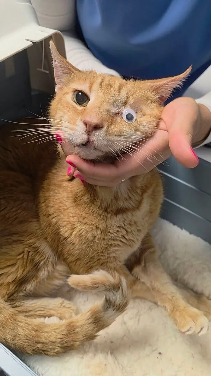 48 Pets Get Roasted So Brutally Online That Their Owners Are Still Processing It