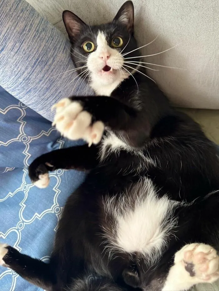 Funny photos of cats: A black and white cat lies on its back on a blue patterned blanket, looking surprised with paws up.
