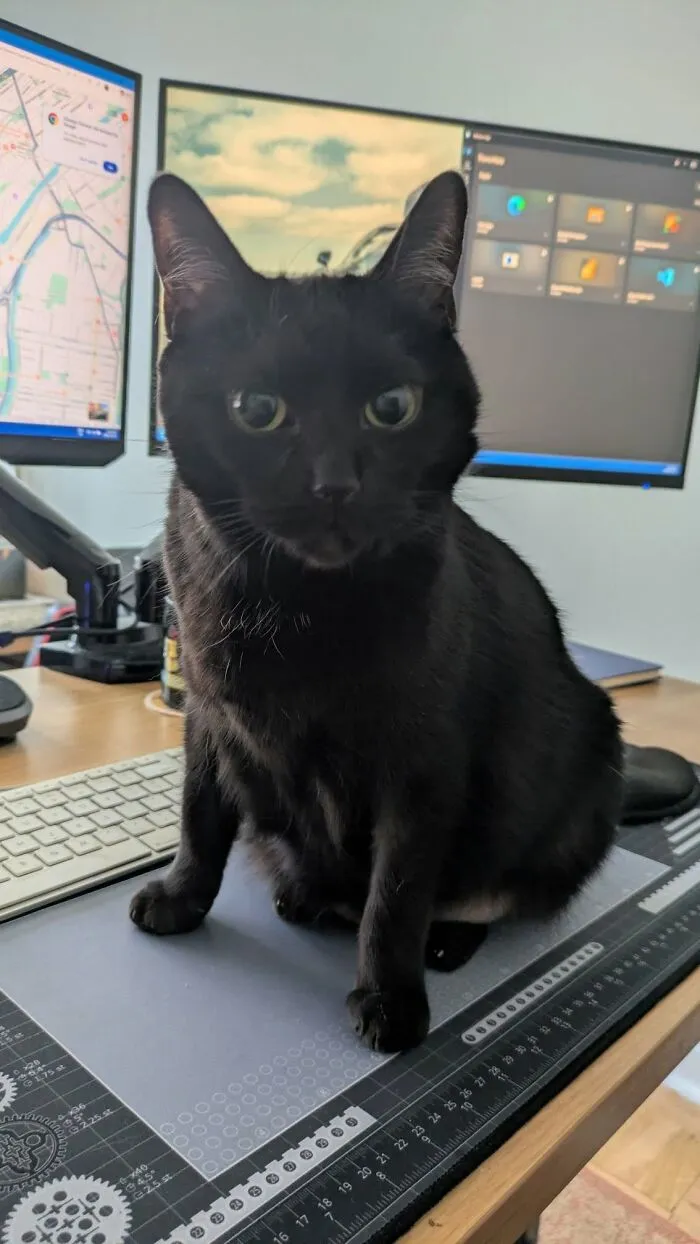 48 Pets Get Roasted So Brutally Online That Their Owners Are Still Processing It