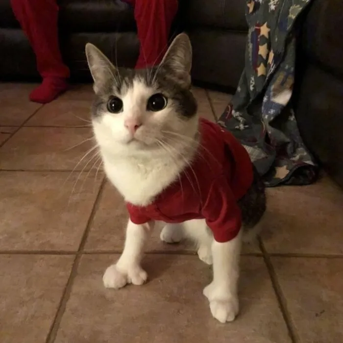 A cat being sweet and wearing a red shirt, looking up with wide eyes.