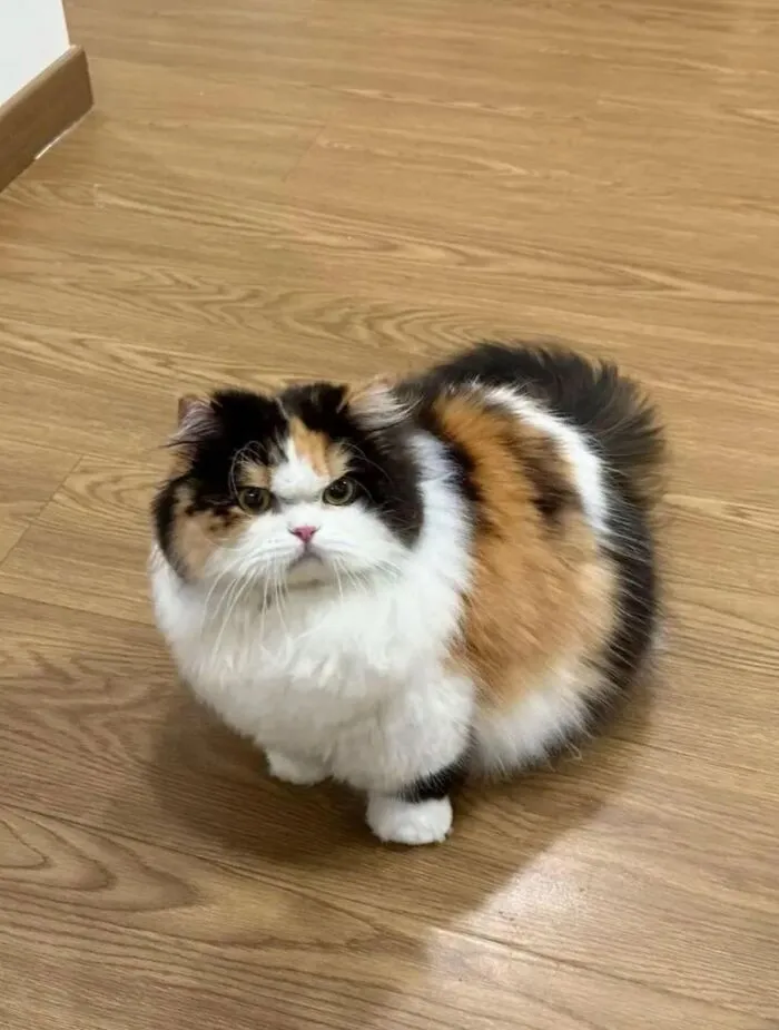 A fluffy, calico cat with an angry expression sits on a wooden floor. Cats being weird, sweet, and accidentally hilarious.