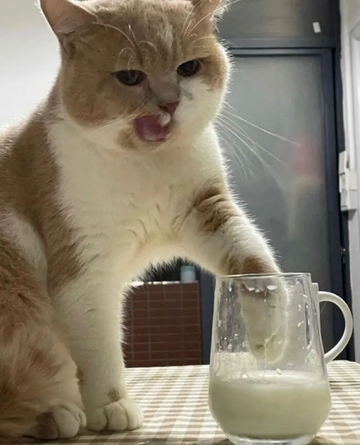 A cat being weird, hilariously trying to get milk from a mug with its paw.