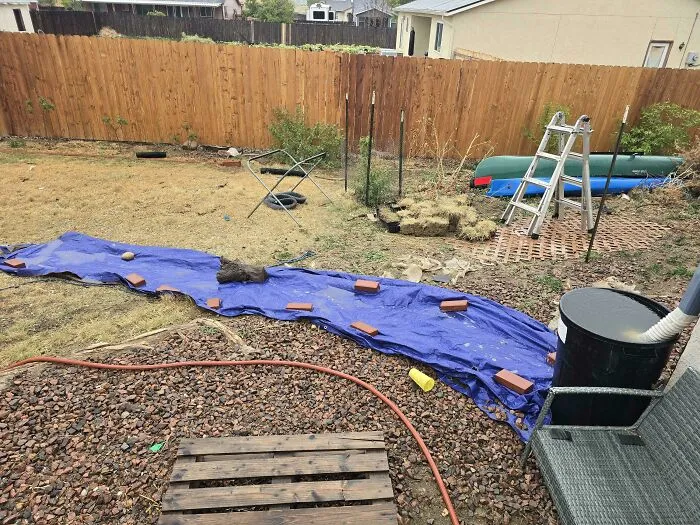 A backyard with a blue tarp, bricks, and a ladder, showcasing clever solutions for various needs.