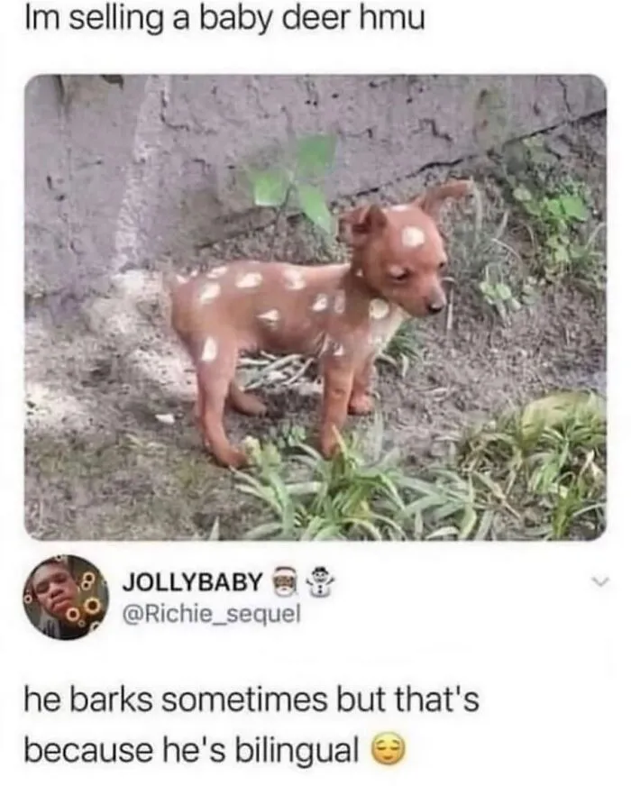 This Page Shared 38 Dog Memes That Capture How Hilariously Strange Canine Logic Is