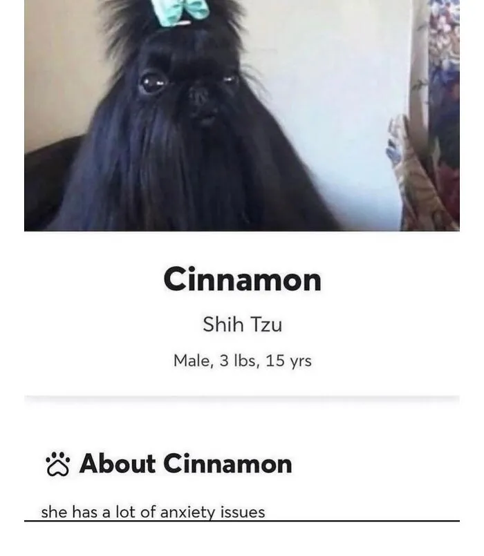 This Page Shared 38 Dog Memes That Capture How Hilariously Strange Canine Logic Is