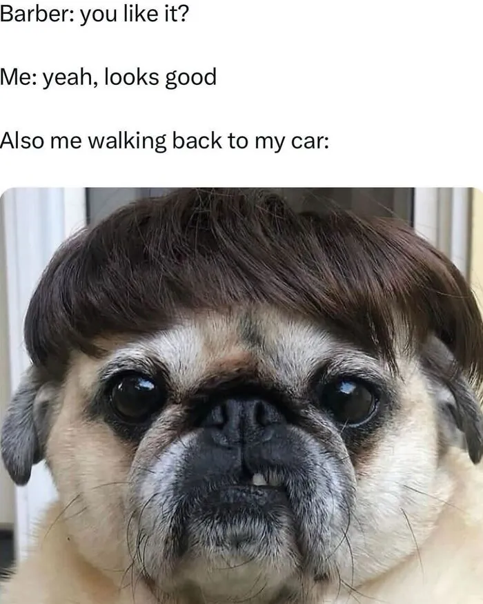 This Page Shared 38 Dog Memes That Capture How Hilariously Strange Canine Logic Is