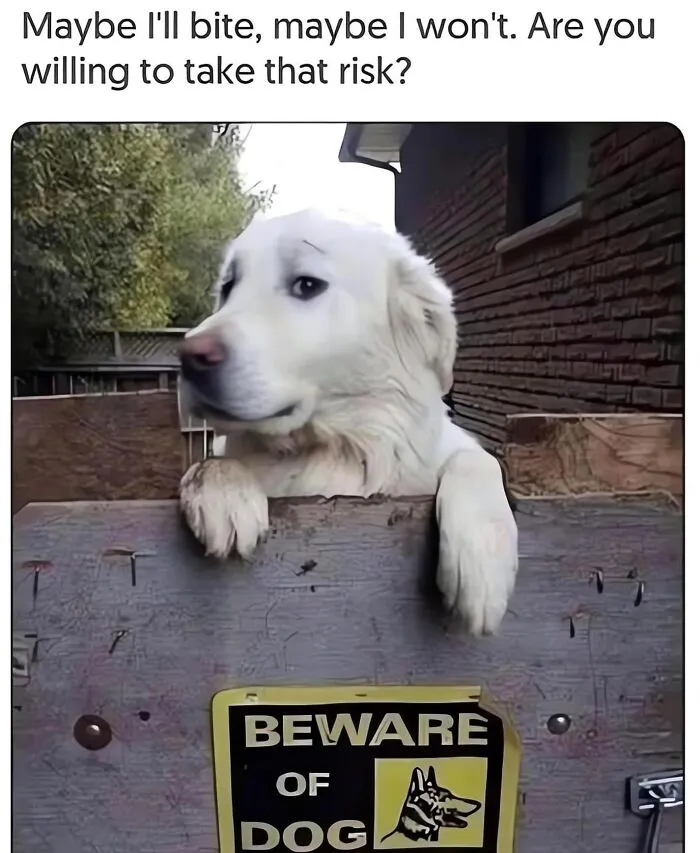 This Page Shared 38 Dog Memes That Capture How Hilariously Strange Canine Logic Is