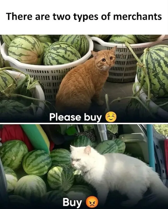 ‘Soft Cat Memes’: 45 Cute And Hilarious Pics for Your Daily Dose Of Feline Fun (New Pics)