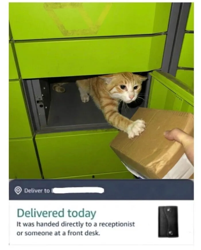 ‘Soft Cat Memes’: 45 Cute And Hilarious Pics for Your Daily Dose Of Feline Fun (New Pics)