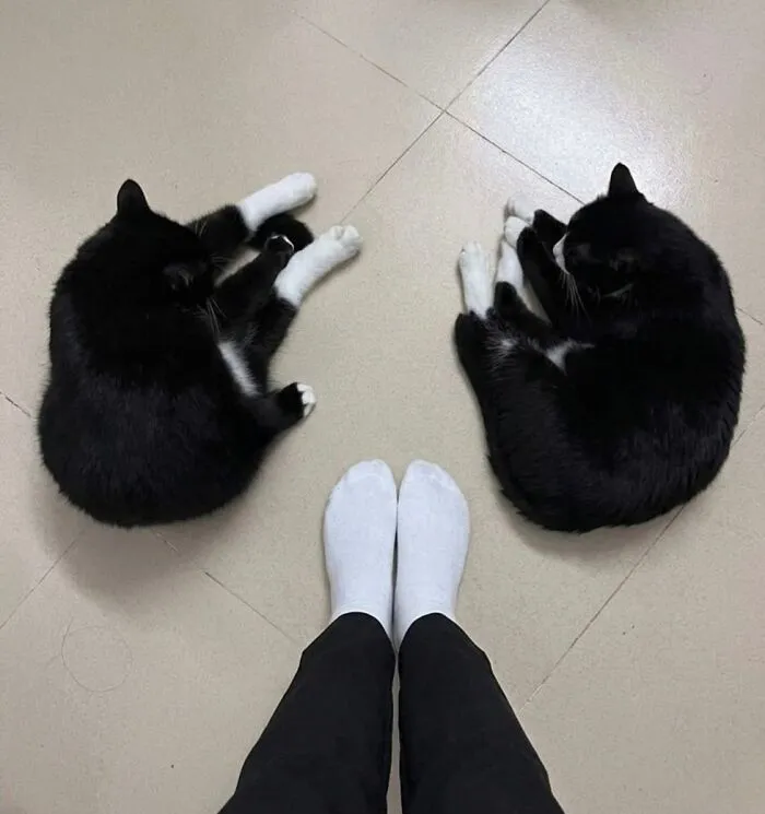 ‘Soft Cat Memes’: 45 Cute And Hilarious Pics for Your Daily Dose Of Feline Fun (New Pics)