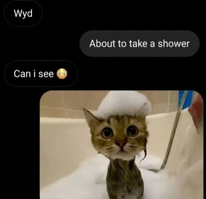 ‘Soft Cat Memes’: 45 Cute And Hilarious Pics for Your Daily Dose Of Feline Fun (New Pics)