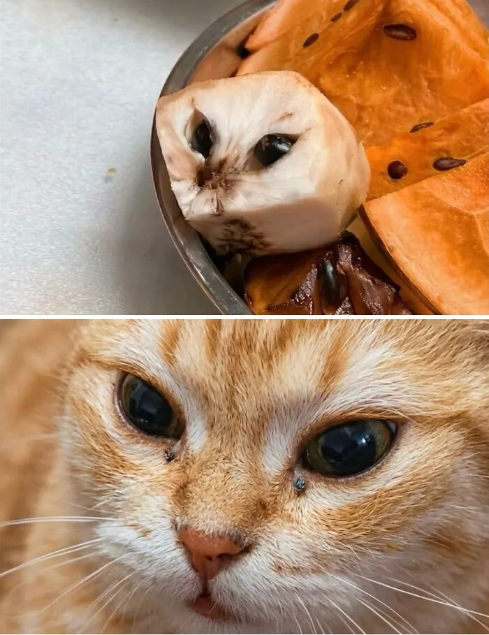 ‘Soft Cat Memes’: 45 Cute And Hilarious Pics for Your Daily Dose Of Feline Fun (New Pics)