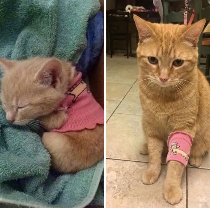 ‘Soft Cat Memes’: 45 Cute And Hilarious Pics for Your Daily Dose Of Feline Fun (New Pics)