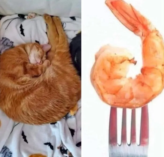 ‘Soft Cat Memes’: 45 Cute And Hilarious Pics for Your Daily Dose Of Feline Fun (New Pics)