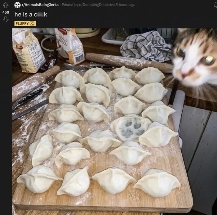 ‘Soft Cat Memes’: 45 Cute And Hilarious Pics for Your Daily Dose Of Feline Fun (New Pics)
